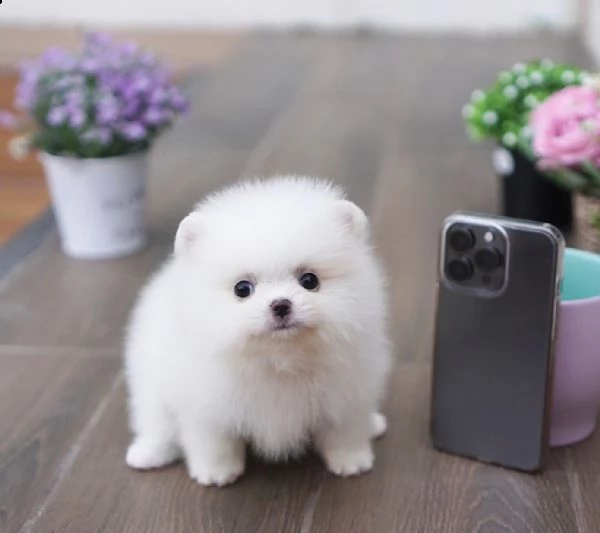  bellissimi cuccioli di pomerania disponibili in adozione