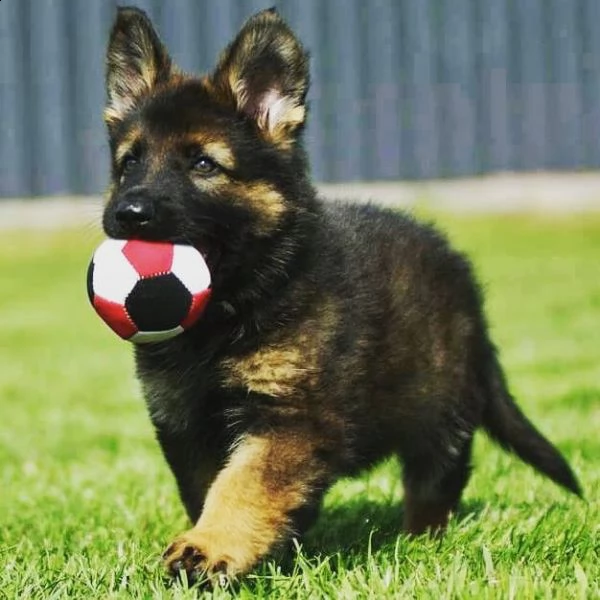 cuccioli di pastore tedesco in adozione