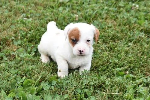 regalo jack russell cuccioli .