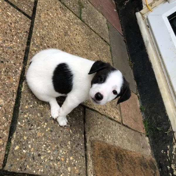 adorabili cuccioli di jack russell messi in adozione