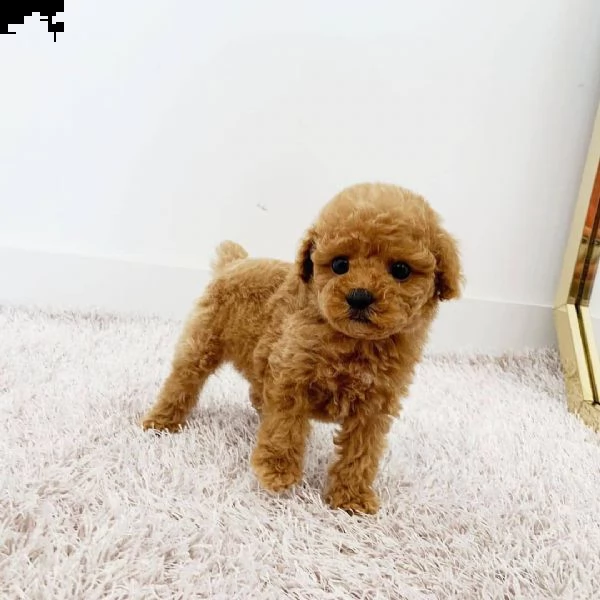 maltipoo