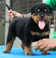 adorabili cuccioli di rottweiler femminucce e maschietti disponibili per l'adozione gratuita i cucci