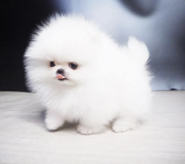 cuccioli di pomerania nani | Foto 0