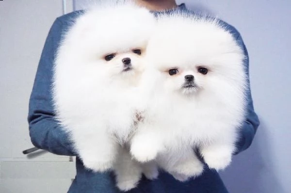 cuccioli di pomerania nani