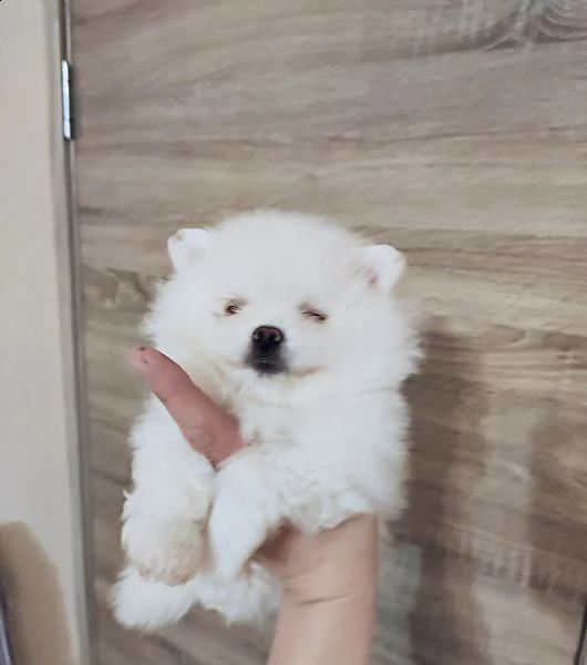 dolci cuccioli di spitz pomerania disponibili