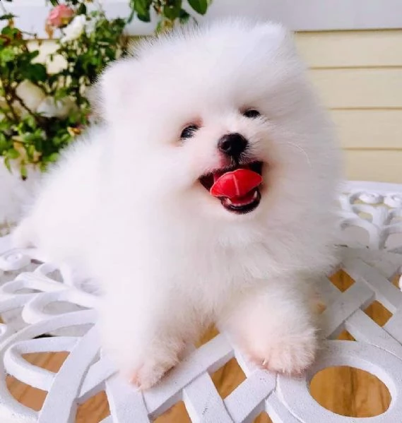 cuccioli di pomerania per l'adozione | Foto 0