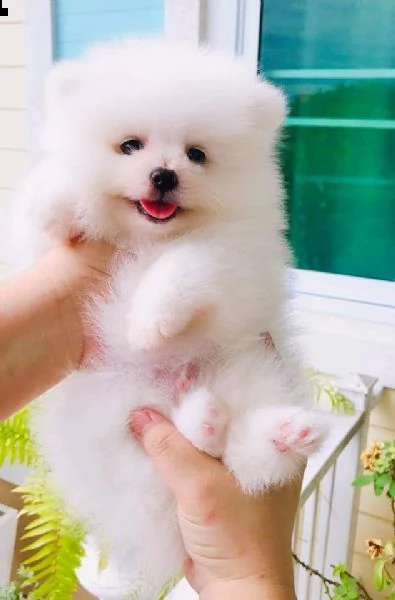 cuccioli di pomerania per l'adozione