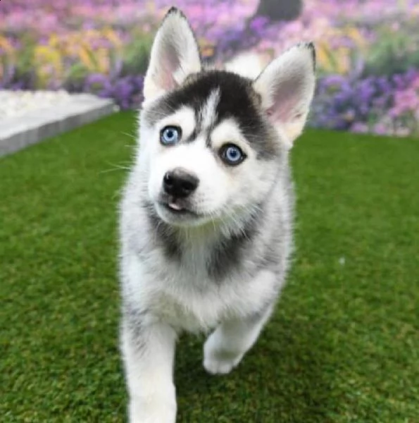 cuccioli di siberian husky registrati akc