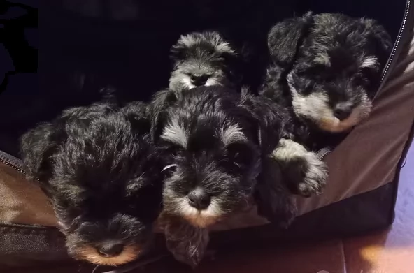 cuccioli di schnauzer nano