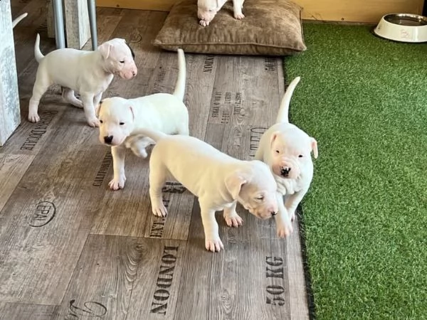 cuccioli di dogo argentino