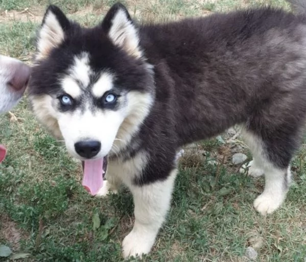 Cucciolo husky maschio 