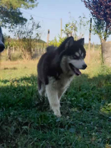 Cucciolo husky maschio  | Foto 4