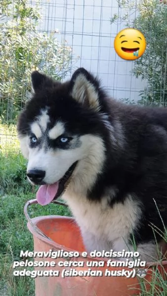 Cucciolo husky maschio  | Foto 3