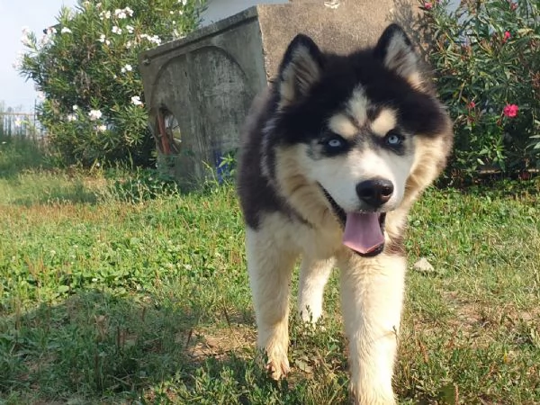 Cucciolo husky maschio  | Foto 2