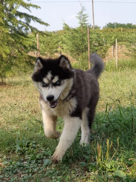 Cucciolo husky maschio  | Foto 0