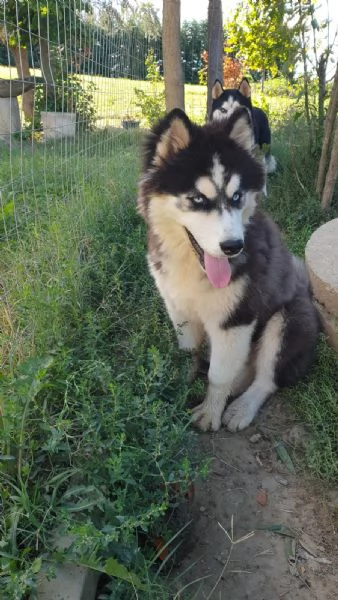 Cucciolo Husky maschio  | Foto 5