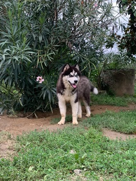 Cucciolo Husky maschio 