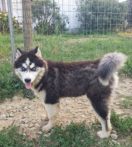 Cucciolo Husky maschio  | Foto 4