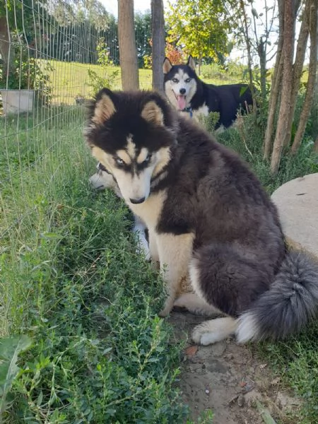 Cucciolo Husky maschio  | Foto 2