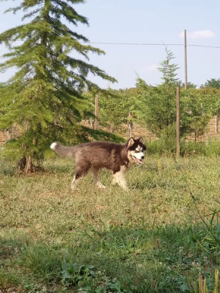 Cucciolo Husky maschio  | Foto 0