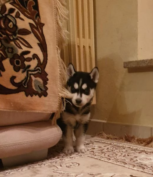 Cuccioli husky  | Foto 3