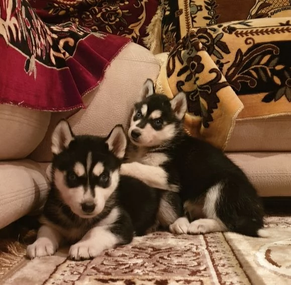 Cuccioli husky  | Foto 1