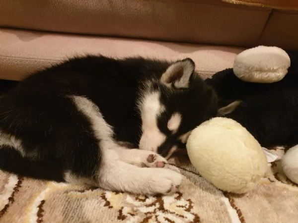 Cuccioli husky  | Foto 0