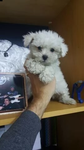  cuccioli di bichon frisè mini toy 