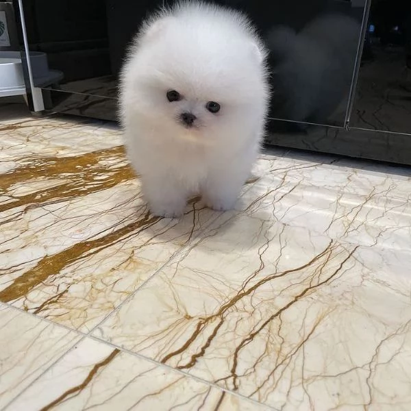 pomerania bellissimi cuccioli di pomerania,