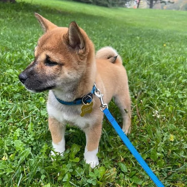 bellissimi cuccioli di shiba inu tricolore. 