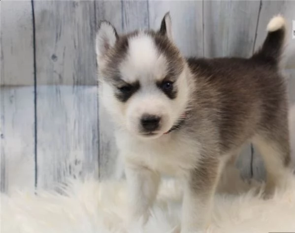 cuccioli di siberian husky