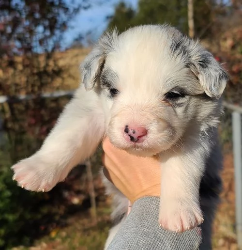 cuccioli di border collie femminucce e maschietti disponibili per l'adozione gratuita