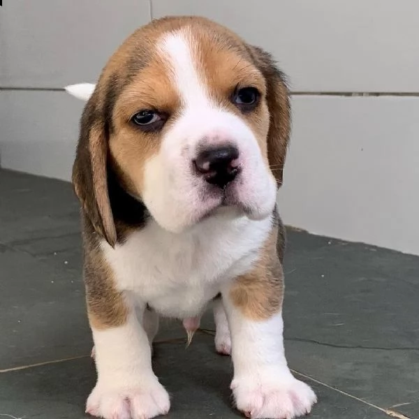 cuccioli di beagle