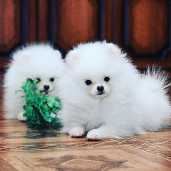 cuccioli di spitz pomerania taglia mini