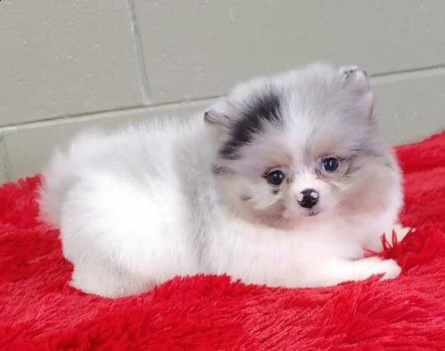 regalo volpino pomerania cuccioli 