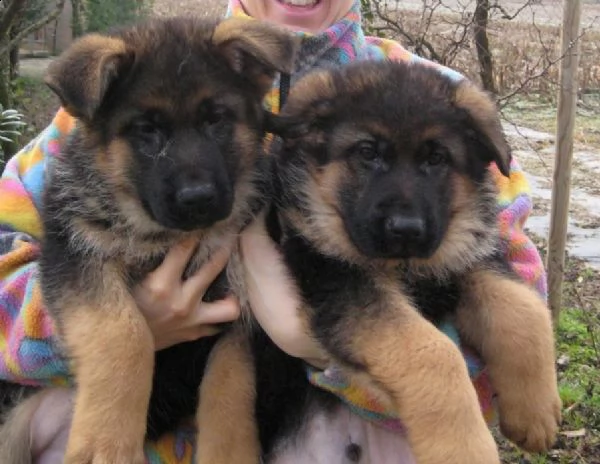 regalo cuccioli pastore maschio e femmina