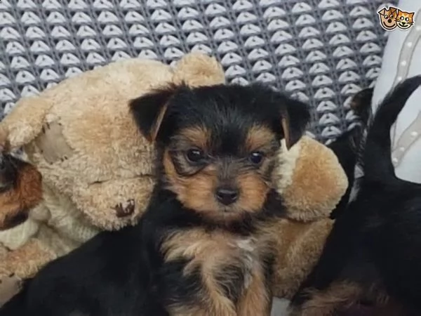 cuccioli di yorkshire terrier