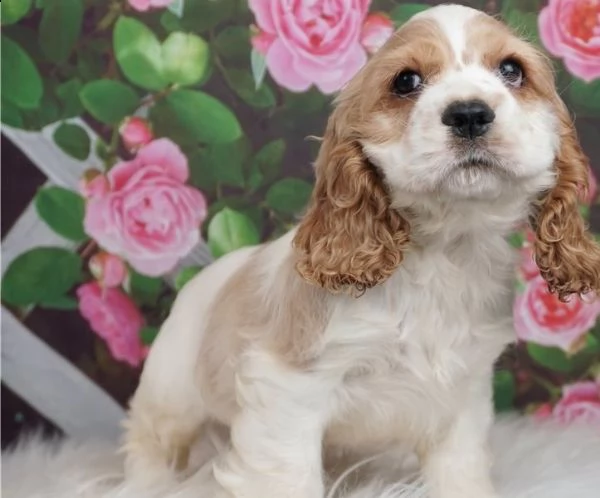 adorabili cuccioli di cocker spaniel pronti per l'adozione