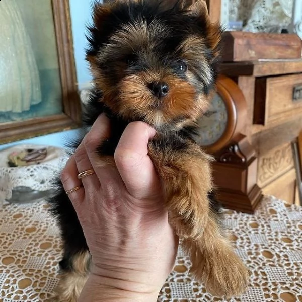 cuccioli di yorkshire terrier