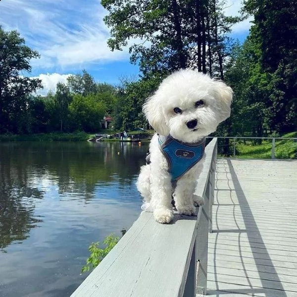 regalo bichon cuccioli meravigliosi ! 