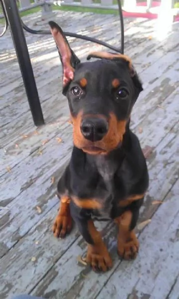  regalo adorabili cuccioli dobermann femminucce e maschietti gratuita i cuccioli sono vaccinati sver