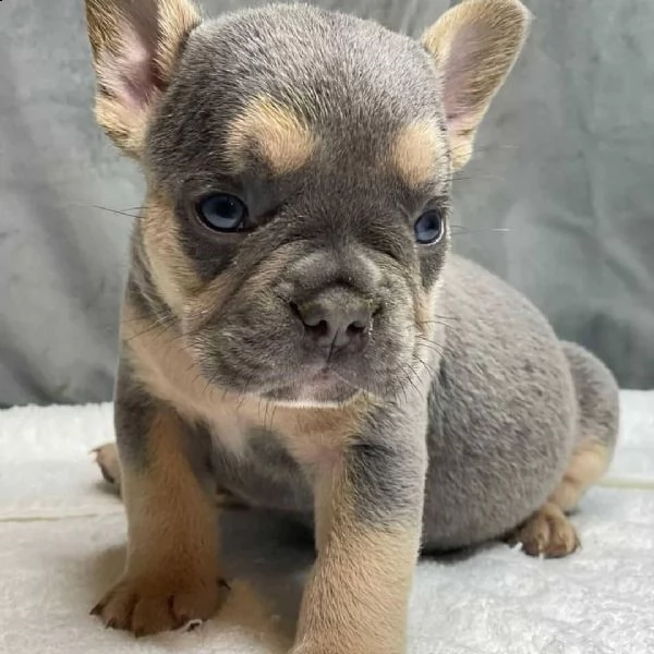 bulldog francese i nostri 6 bellissimi cuccioli di bulldog francese cercano una casa amorevole per s