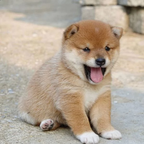 bellissimi cuccioli di shiba inu tricolore. 