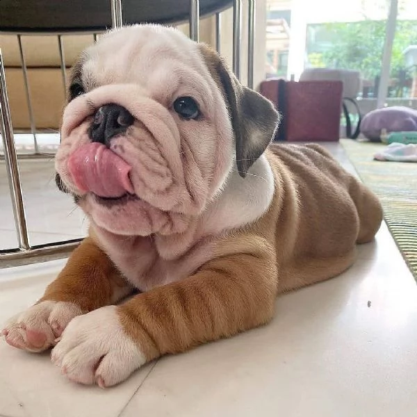 cuccioli inglese bulldog disponibili per adozione cuccioli disponibili bulldog inglese cuccioli disp