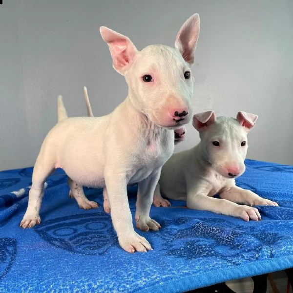 regalo cuccioli di razza bull terrier consegna con il libretto sanitario,  il michrochip, vaccinati 