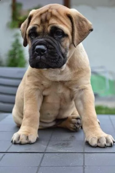  regalo abbiamo cuccioli di bullmastiff sono bullmastiff di dimensioni . sono registrati akc. sono m