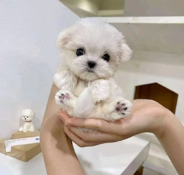 cucciolo di maltese toy