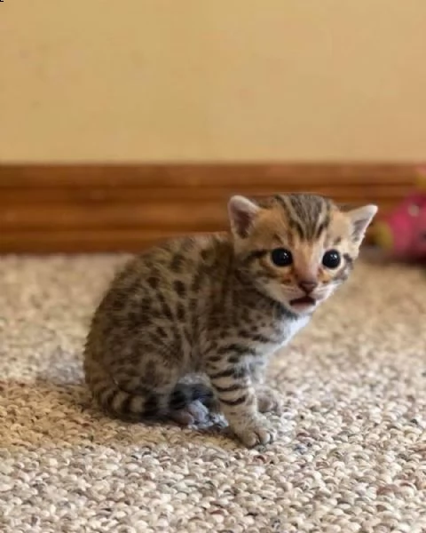 gatto del bengala maschio e femmina per regalo