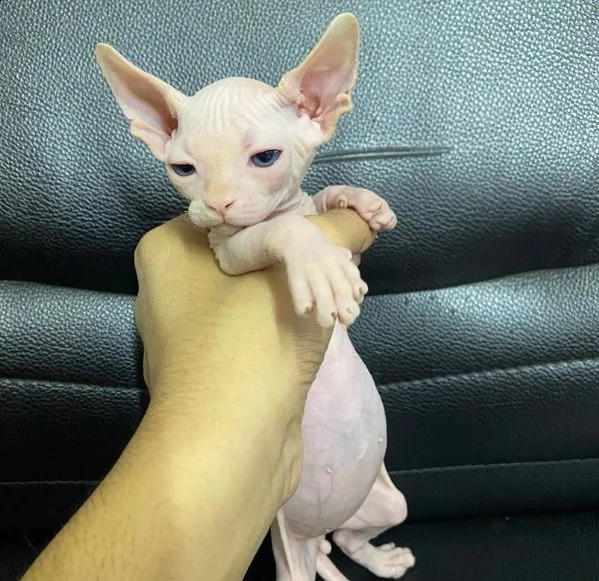 gattino sphynx disponibile per adozione | Foto 0