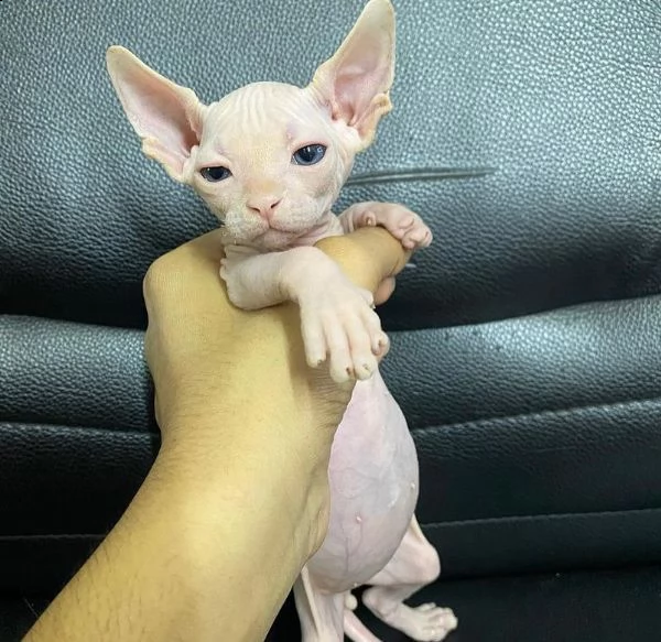 gattino sphynx disponibile per adozione